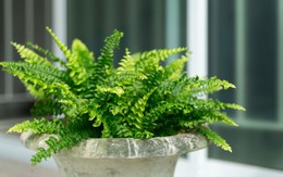 3 loại cây rất hợp với gia chủ trên 40 tuổi