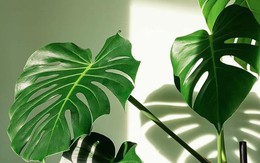 5 việc cần làm với trầu bà lá xẻ ngay bây giờ