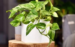 Lời khuyên chân thành đến những gia đình đang trồng cây trầu bà