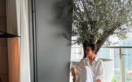 Giới thượng lưu đang "mê mẩn" thú chơi ô liu cổ thụ và nghệ thuật chăm sóc "báu vật" Địa Trung Hải