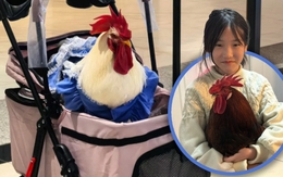 Cô gái nuôi gà làm thú cưng, mặc quần áo, đẩy xe nôi đi dạo, chi phí chỉ 100 nghìn/tháng khiến hội mèo cưng "ngạc nhiên"