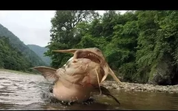Quái ngư hung dữ sông Đà: Mệnh danh “chúa tể” vùng nước xiết