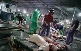 Công an Hà Nội truy 300 tấn lợn bệnh đã vào đơn vị, bếp ăn tập thể nào