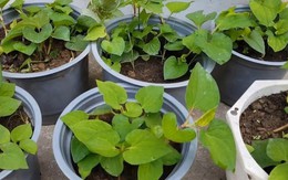 3 loại rau nên trồng trong nhà: Có 1 cũng tốt đủ đường
