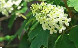 5 loại cây không được cắt tỉa lúc này