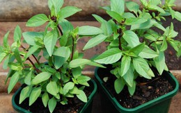 3 loại rau nên trồng ngay trong nhà: Đuổi muỗi hiệu quả, sau 3 tuần có rau ăn
