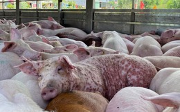 Thịt lợn nhiễm dịch tả châu Phi có an toàn khi nấu chín?