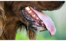 Người đàn ông nguy kịch sau gần 1 năm bị chó con cắn