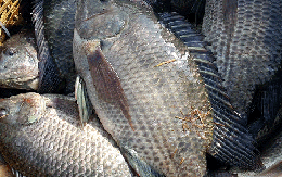 Loài cá bán đầy chợ ở Việt Nam đang được thế giới săn đón