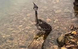 Loài chim bí ẩn nhất thế giới, chỉ còn lại 1.000 cá thể