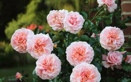 5 loại cây cần cắt tỉa ngay bây giờ