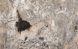 Thủy quái 145 triệu tuổi chưa rõ loài gì "trỗi dậy" ở Cuba