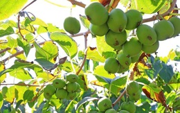 Loài cây dại ở châu Á có thể là khắc tinh của ung thư phổi