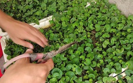 3 loại rau nên trồng trong vườn nhà, có 1 cây cũng tốt đủ đường