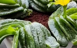 Phong thủy sư nói: 3 cây "độc đáo" nhưng nên trồng trong nhà, trấn trạch hút tài, xua đuổi tà khí