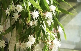 Ông bà căn dặn: "Cây hợp nhà thì lộc tụ, người yên, con cháu hưởng phúc" - 6 loài cây tốt nên trồng ngay