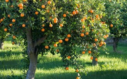 4 loại cây thơm phức, mang lại hạnh phúc và may mắn: Rất nên trồng trong nhà