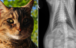Đem mèo nuôi 8 năm đi khám, kết quả chụp X-quang lật tẩy quá khứ không ngờ