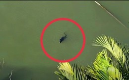 Người dân báo thấy sinh vật giống cá sấu giữa đầm lầy ở TP.HCM, chuyên gia nhìn kỹ liền nói: Đây là loài trong Sách đỏ