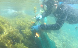 Nghiên cứu mới của Việt Nam: Hé lộ 'kho báu hiếm' dưới biển