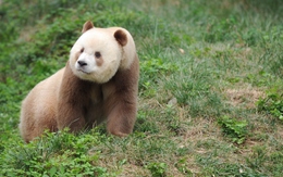 Bí ẩn về Thất Tử: Chú gấu trúc sở hữu bộ lông màu sô-cô-la độc nhất vô nhị trên thế giới
