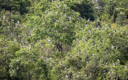 Phát hiện loài vật quý hiếm tưởng như sắp tuyệt chủng bỗng xuất hiện hàng trăm con: Nhiều người Việt vui mừng