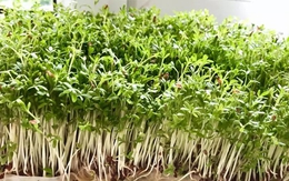 3 loại rau nên trồng ngay: Không cần đất, chỉ 2-20 ngày là có rau ăn
