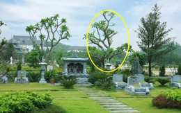 6 loại cây thường được trồng bên mộ vừa đẹp vừa giúp tụ khí, con cháu đời sau dễ công thành danh toại