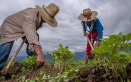 Một vùng đất ở Cuba đang "làm nông kiểu mới": Thay đổi cả cộng đồng