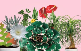 Trồng cây có thể mang lại hạnh phúc cho cả gia đình: Đây là 7 loại rất đáng để thử