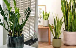 6 loại cây lọc không khí cực tốt được hẳn NASA xác nhận: Dễ chăm - khó chết, đặc biệt phù hợp với khí hậu nắng nóng ở Việt Nam