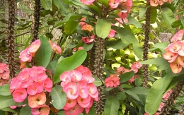 5 cây nhà giàu ít trồng