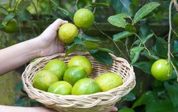 5 lý do vì sao bạn nên trồng 1 cây chanh trong nhà