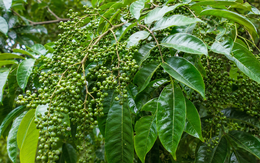 Thứ quả rừng từng rẻ như cho nay giá vọt lên 350.000đ/kg: 'Đệ nhất gia vị' được dân sành ăn săn lùng
