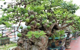 3 lý do bạn nên trồng một cây ổi trong nhà