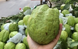Lời khuyên khi mua ổi