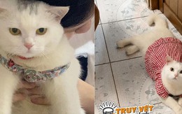 Công an bắt người phụ nữ trộm mèo cảnh ở TPHCM
