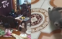Bé gái thản nhiên ném mạnh khiến chú mèo con liệt 2 chân sau: “Trẻ con biết gì đâu” có nên là cái cớ cho hành vi bạo lực?