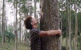 Loại gỗ được ví 'đắt hơn vàng', thế giới ráo riết cứu: Việt Nam từng ghi nhận chỉ 8 cây ngoài tự nhiên