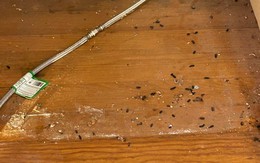 Cảnh báo: Hành động khiến virus bệnh nguy hiểm lây trực tiếp sang người, nhiều người đang làm hàng ngày