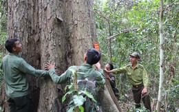 Loại gỗ quý cần 800 năm mới có thể thu hoạch: Một cây cổ thụ ở Việt Nam từng được trả giá hơn 26 tỷ đồng