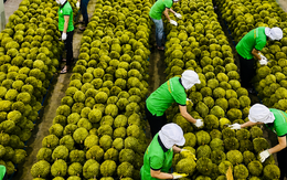 Sầu riêng Việt Nam đón tin vui từ Ấn Độ