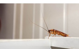 5 loại mùi mà gián rất ghét, ngửi thấy là tránh xa
