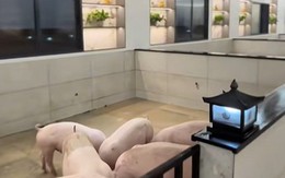 10 triệu người xem lợn được nuôi trong “khách sạn 5 sao”, hào nhoáng đến mức tưởng là AI, hóa ra có thật