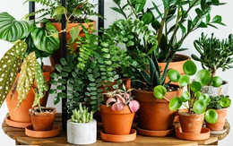 6 loại cây nên trồng trong nhà ngay vào mùa hè này