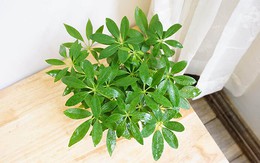 5 loại cây trồng "vàng" giúp tăng cường sức khỏe thể chất và tinh thần cho tuổi trung niên