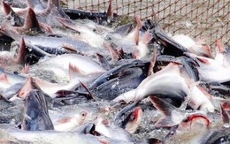 Mỹ báo tin vui cho một mặt hàng chủ lực của Việt Nam