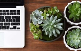 Cách chăm sóc cây sen đá tại văn phòng