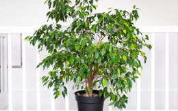 8 loại cây chớ nên trồng trong nhà