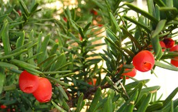 Phát hiện "báu vật đỏ" ở Lâm Đồng, chứa hoạt chất đắt đỏ hàng trăm nghìn USD/kg